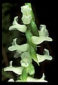 01130-00026-Nodding Ladies Tresses.jpg