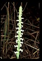 01130-00027-Nodding Ladies Tresses.jpg