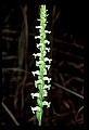 01130-00028-Nodding Ladies Tresses.jpg