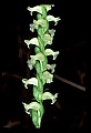 01130-00029-Nodding Ladies Tresses.jpg