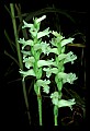 01130-00030-Nodding Ladies Tresses.jpg