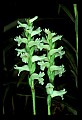 01130-00031-Nodding Ladies Tresses.jpg