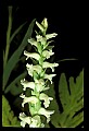 01130-00032-Nodding Ladies Tresses.jpg