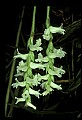 01130-00033-Nodding Ladies Tresses, .jpg