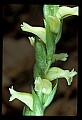 01131-00001-Slender Ladies Tresses, Spiranthes tuberosa.jpg