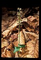 01135-00001-Heart-leaved Twayblade, Listera cordata.jpg