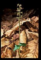 01135-00002-Heart-leaved Twayblade, Listera cordata.jpg