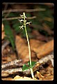 01135-00003-Heart-leaved Twayblade, Listera cordata.jpg