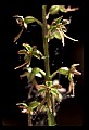 01135-00004-Heart-leaved Twayblade, Listera cordata.jpg