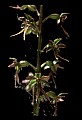01135-00005-Heart-leaved Twayblade, Listera cordata.jpg