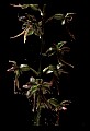 01135-00006-Heart-leaved Twayblade, Listera cordata.jpg