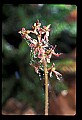 01135-00008-Heart-leaved Twayblade, Listera cordata.jpg