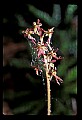 01135-00009-Heart-leaved Twayblade, Listera cordata.jpg