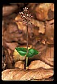 01135-00010-Heart-leaved Twayblade, Listera cordata.jpg
