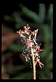01135-00011-Heart-leaved Twayblade, Listera cordata.jpg
