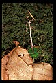 01135-00012-Heart-leaved Twayblade, Listera cordata.jpg