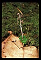 01135-00013-Heart-leaved Twayblade, Listera cordata.jpg