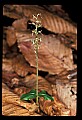 01135-00014-Heart-leaved Twayblade, Listera cordata.jpg