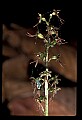 01135-00015-Heart-leaved Twayblade, Listera cordata.jpg