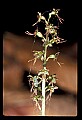 01135-00017-Heart-leaved Twayblade, Listera cordata.jpg