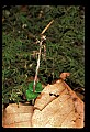 01135-00018-Heart-leaved Twayblade, Listera cordata.jpg