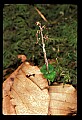 01135-00019-Heart-leaved Twayblade, Listera cordata.jpg