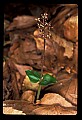 01135-00020-Heart-leaved Twayblade, Listera cordata.jpg