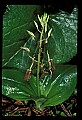 01136-00002-Large Twayblade, Liparis lilifolia.jpg