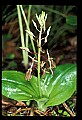 01136-00003-Large Twayblade, Liparis lilifolia.jpg