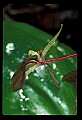 01136-00009-Large Twayblade, Liparis lilifolia.jpg