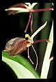 01136-00010-Large Twayblade, Liparis lilifolia.jpg