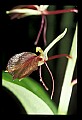 01136-00011-Large Twayblade, Liparis lilifolia.jpg