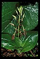 01136-00012-Large Twayblade, Liparis lilifolia.jpg