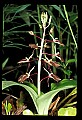 01136-00013-Large Twayblade, Liparis lilifolia.jpg
