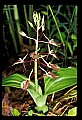 01136-00015-Large Twayblade, Liparis lilifolia.jpg