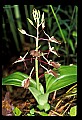 01136-00016-Large Twayblade, Liparis lilifolia.jpg
