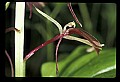 01136-00019-Large Twayblade, Liparis lilifolia.jpg