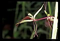 01136-00020-Large Twayblade, Liparis lilifolia.jpg