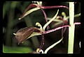01136-00021-Large Twayblade, Liparis lilifolia.jpg