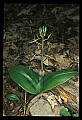 01136-00022-Large Twayblade, Liparis lilifolia.jpg