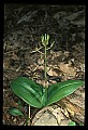 01136-00023-Large Twayblade, Liparis lilifolia.jpg