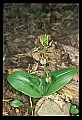 01136-00024-Large Twayblade, Liparis lilifolia.jpg