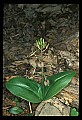 01136-00025-Large Twayblade, Liparis lilifolia.jpg