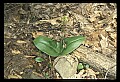01136-00026-Large Twayblade, Liparis lilifolia.jpg