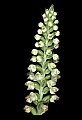 01140-00002-Downy Rattlesnake Plantain, Goodyera pubescens.jpg