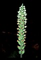 01140-00004-Downy Rattlesnake Plantain, Goodyera pubescens.jpg