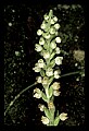 01140-00012-Downy Rattlesnake Plantain, Goodyera pubescens.jpg