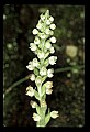 01140-00015-Downy Rattlesnake Plantain, Goodyera pubescens.jpg