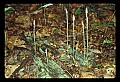 01140-00020-Downy Rattlesnake Plantain, Goodyera pubescens.jpg