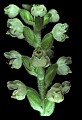 01140-00024-Downy Rattlesnake Plantain, Goodyera pubescens.jpg
